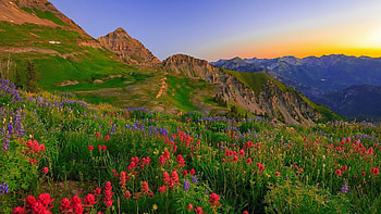 Wildflowers in Colorado, mountains, blossoms, landscape, colors, sky, usa, sunset HD wallpaper