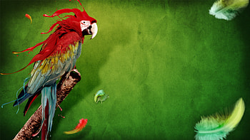 Animals, Birds, Parrots HD wallpaper