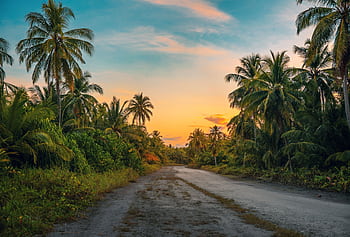 Serene tropical road in the Maldives with palm trees during sunset, emphasizing tranquility. HD wallpaper