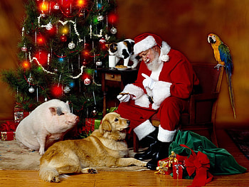 Animals, People, Holidays, New Year, Santa Claus, Christmas, Xmas HD wallpaper