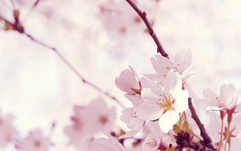Flowers, Pink, Macro, Branch HD wallpaper