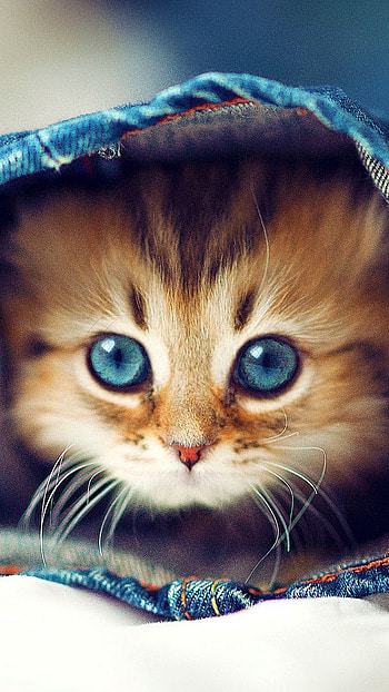 Cute Baby Cat, Hidden Kats HD phone wallpaper