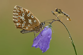 WHEN STRANGER'S MEET, insects, bugs, moth, tachinid fly HD wallpaper