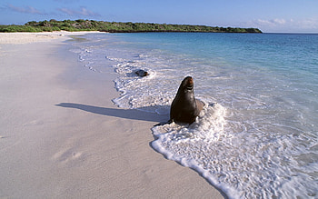 Animals, Sand, Ocean, Surf, Fur Seal HD wallpaper