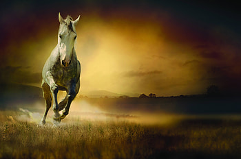 Animals, Night, Field, Horse, dom HD wallpaper