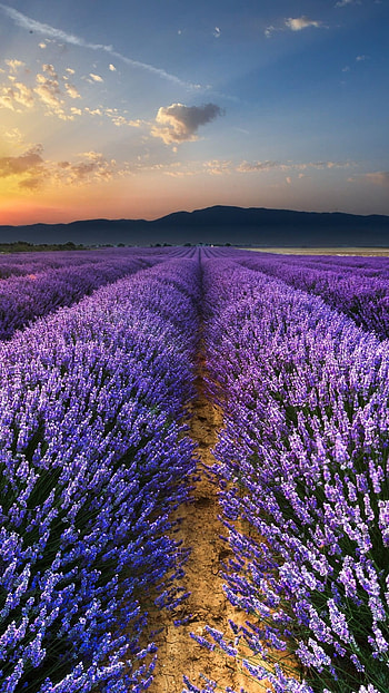 Lavender field, Fragrant blooms, Purple paradise, Nature's haven HD phone wallpaper