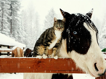 Animals, Cats, Horses HD wallpaper