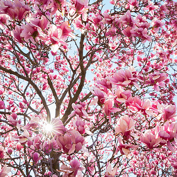 Spring, Magnolia blossoms, Nature's beauty, Vibrant colors HD phone wallpaper