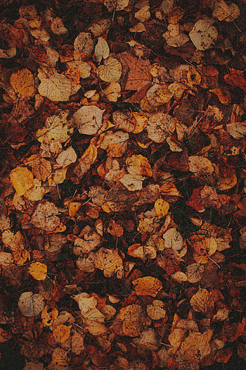 Grass, Autumn, Leaves, Macro, Brown, Dry HD phone wallpaper