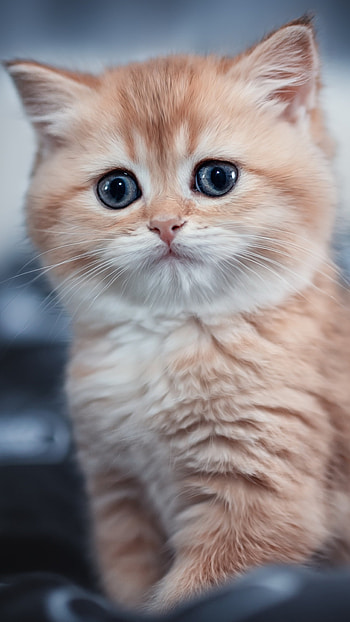 Cute kitten, Sony Xperia XZ, , High definition HD phone wallpaper