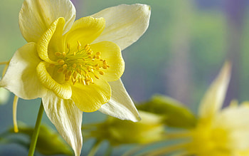 Plants, Flowers HD wallpaper