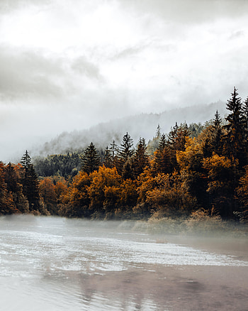 Nature, Rivers, Autumn, Forest, Fog, Fir, Spruce HD phone wallpaper