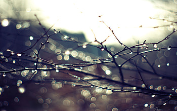 Sky, Drops, Plant, Macro, Branches HD wallpaper