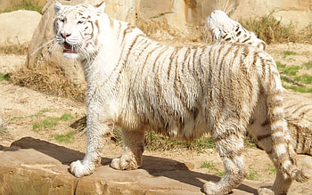Animals, Tiger, Fat, Thick, Albino, To Stand, Stand HD wallpaper