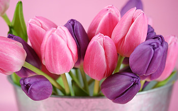 Plants, Flowers, Tulips HD wallpaper