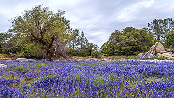 Lupine Explosion on the shores of Folsom Lake, blue, california, blossoms, clouds, sky, flowers, usa HD wallpaper