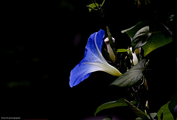 Blue, morning glory, nature, flower HD wallpaper
