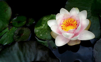 Beautiful flower, nature, flowers, bloom, petals HD wallpaper