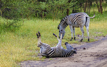 Zebras, stripes, two, animals HD wallpaper