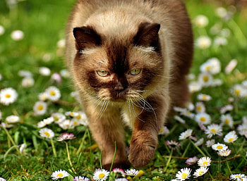 Cat, animal, white, pisica, summer, brown, daisy, flower, green HD wallpaper