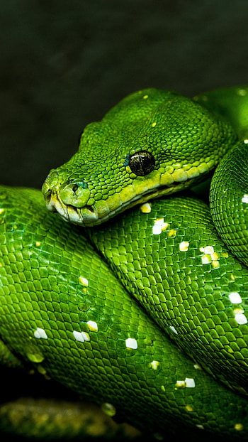 Animal python, Reptile kingdom, Serpent species, Wildlife graphy HD phone wallpaper