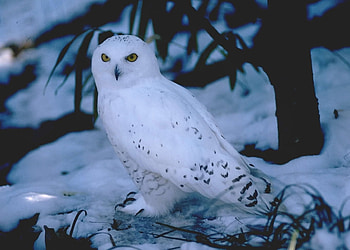 WHITE BEAUTY, white, snowy, bird, owl HD wallpaper