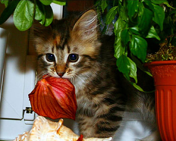 Cute cat, cute, cat, pet, animals HD wallpaper