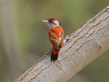 Red Bird, cool, bird, , red HD wallpaper