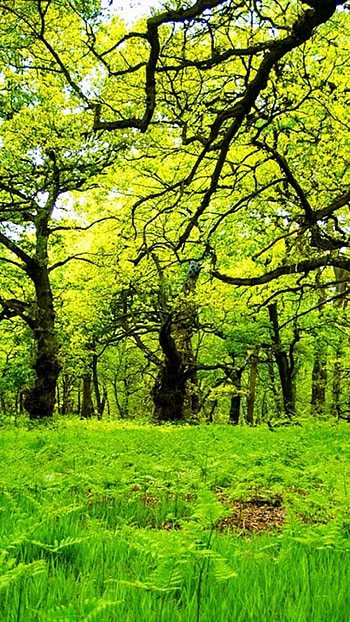 Rainforest enchantment, Scenic beauty, Jungle fantasy, Nature's magnificence HD phone wallpaper