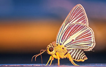 Moth, wings, pink, white, butterfly, yellow, insect HD wallpaper