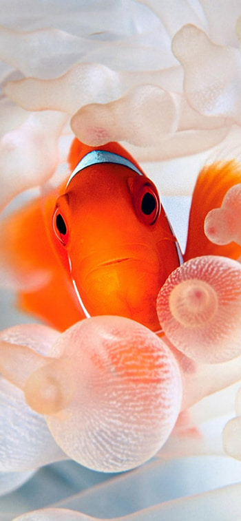 Orange clownfish, Ocean creatures, Underwater beauty, Marine life HD phone wallpaper
