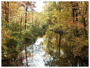 Across the Creek, trees, creek, water, forest HD wallpaper