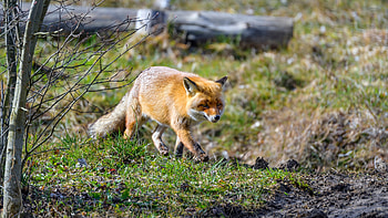 Fox, animal, nature, graphy HD wallpaper