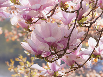 Royalty- , Flowering magnolia tree, Striking visuals, Peakpx HD wallpaper