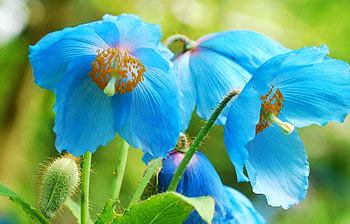 Blue Himalyan poppy, blue, poppies, flowers, himalayas HD wallpaper