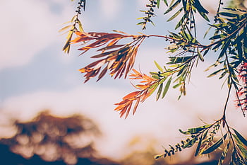 Close-up of colorful autumn leaves on a branch, under a bright sky in Bogotá. HD wallpaper