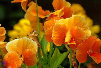 orange_pansies, 3d, garden, nature, flowers, orange HD wallpaper