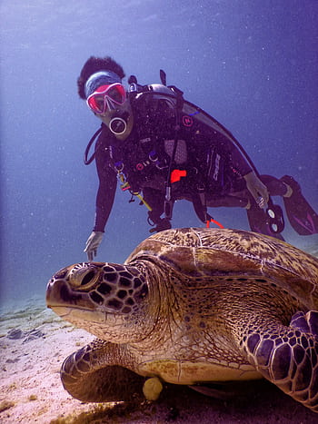 Scuba diver and sea turtle swimming in Komodo, Indonesia's vibrant underwater world. HD phone wallpaper