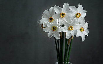 Daffodils, white, flowers, bouquet HD wallpaper