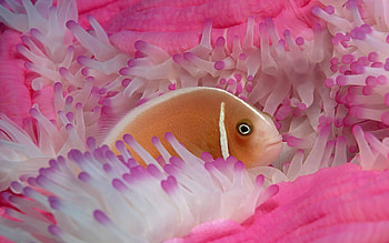 Tropical Fish, marine, underwater, fish, tropical HD wallpaper