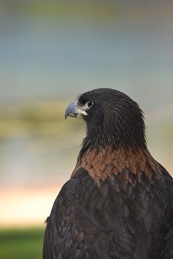 Animals, Feather, Beak, Predator, Eagle HD phone wallpaper