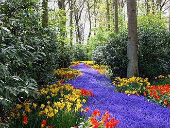 Nature, Flowers, Trees, Lilac, Tulips, Narcissussi, Purple HD wallpaper