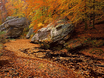 Autumn, rust, red, nature, forest, pond HD wallpaper