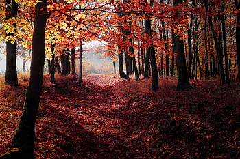 Fall trees, nature, forest, fall, leaves, trees, autumn HD wallpaper