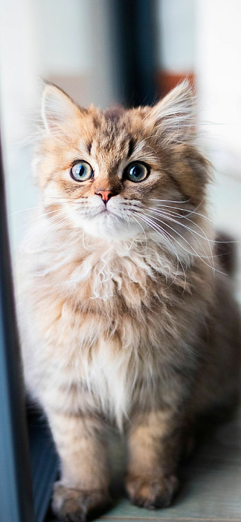 Cute fluffy cats, Feline cuties on display HD phone wallpaper