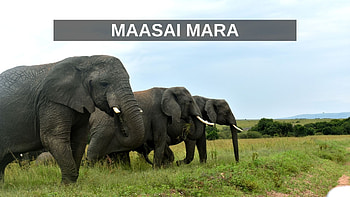 Maasai Mara National Reserve, Ninaform, Wildlife graphy, Natural wonders HD wallpaper