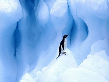 ~Penguin~, animal, penguin, bird, ice HD wallpaper
