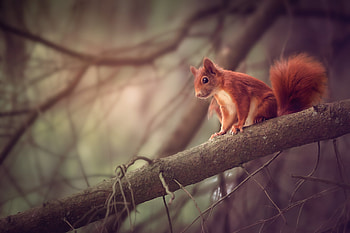 Squirrel Sitting On Branch, squirrel, animals, branch HD wallpaper
