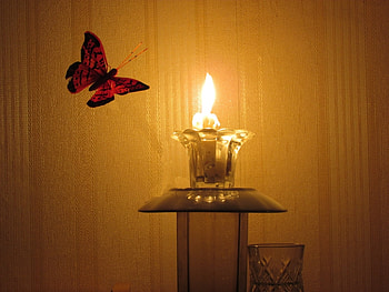 Butterflies, Insects, Objects HD wallpaper