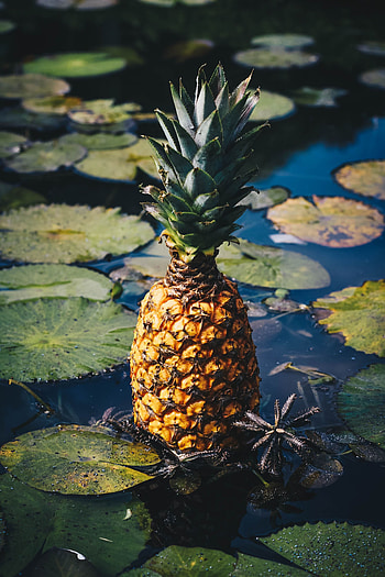 Swamp, Miscellanea, Miscellaneous, Fruit, Pineapple, Exotic Fruit HD phone wallpaper